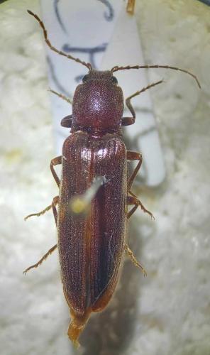 Réf. 353 224 : Athous sp.