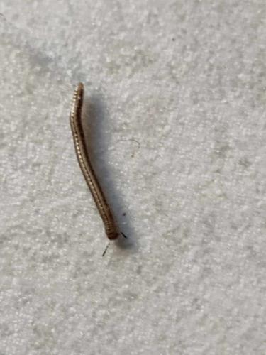 Réf. 353 280 : Brachyiulus sp.