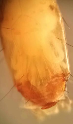 Wormaldia sp.