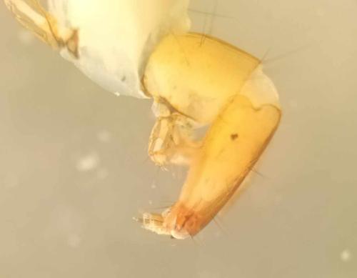 Wormaldia sp.