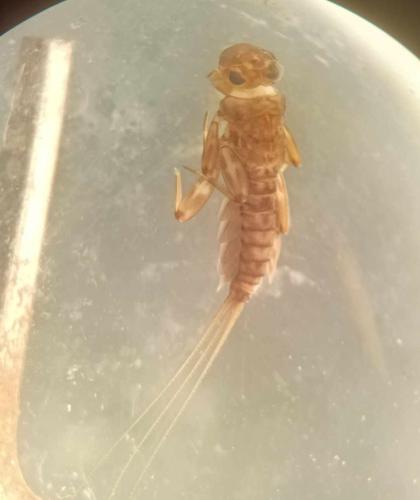 Electrogena ujhelyii