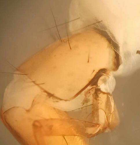 Wormaldia sp.