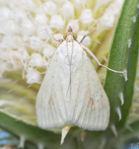 Réf. 353 799 : Sitochroa palealis