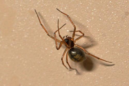 Bathyphantes sp.