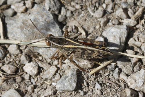 Réf. 353 408 : Calliptamus italicus