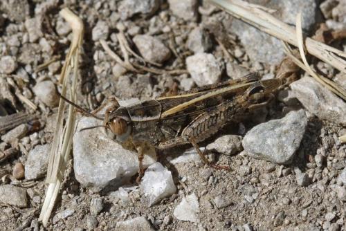 Calliptamus italicus italicus