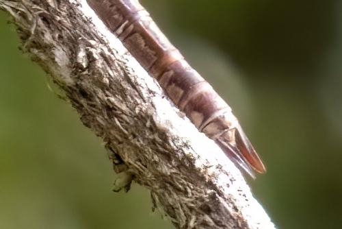Anax parthenope