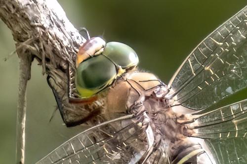 Anax parthenope