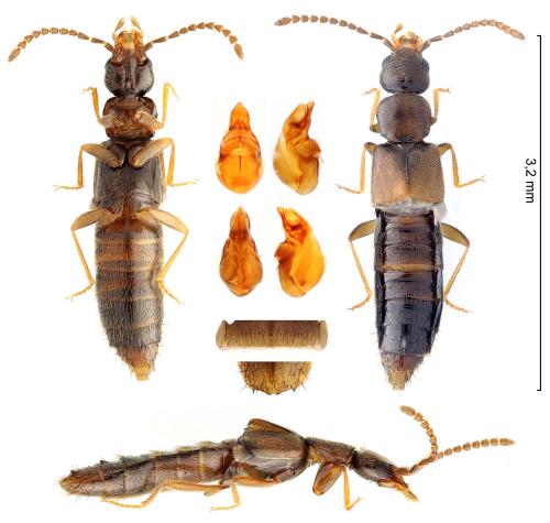 Réf. 353 021 : Aloconota planifrons