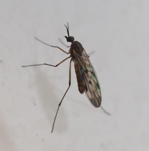 Réf. 353 033 : Sylvicola sp.