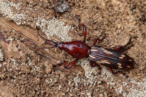 Réf. 353 935 : Spatherhinus gabonicus