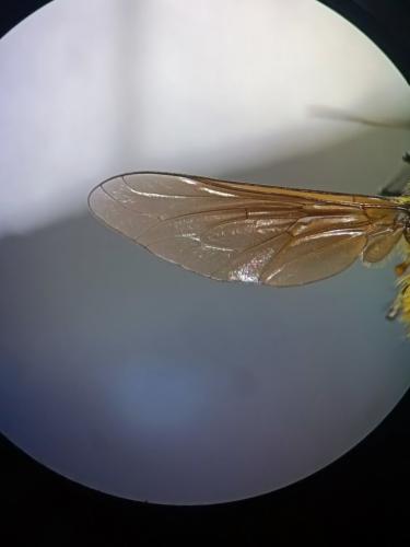Réf. 353 774 : Bombylisoma sp.
