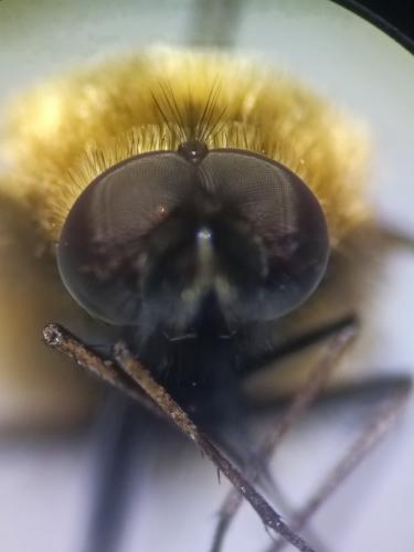Réf. 353 775 : Bombylisoma sp.