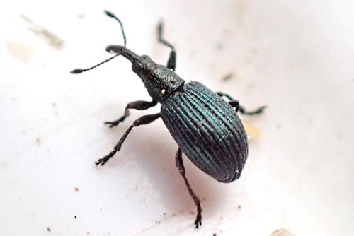 Réf. 353 098 : Apioninae inconnu