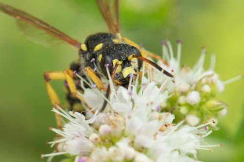 Cerceris flavilabris