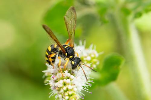 Réf. 353 902 : Cerceris flavilabris