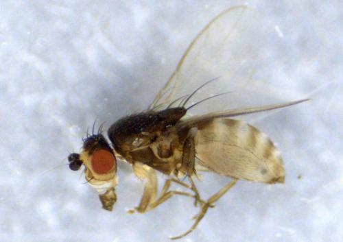Réf. 353 225 : Chaetopodella scutellaris