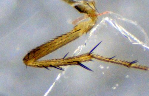 Réf. 353 226 : Chaetopodella scutellaris