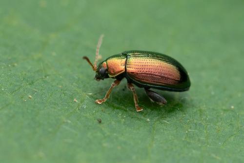 Crepidodera sp.