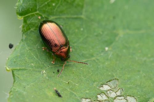 Crepidodera sp.