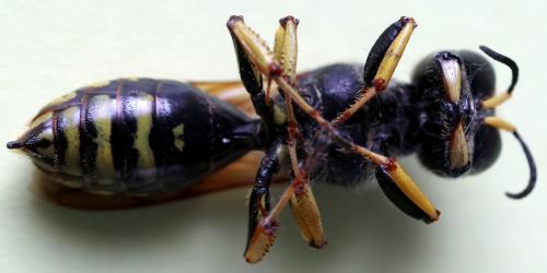Réf. 353 610 : Ectemnius fossorius