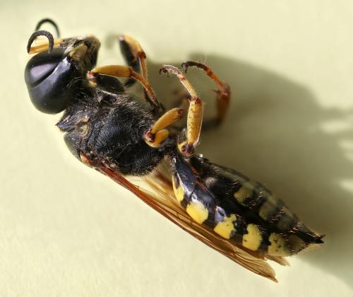Réf. 353 608 : Ectemnius fossorius