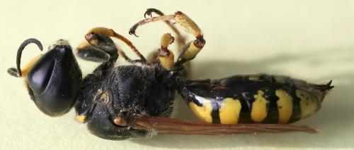 Réf. 353 609 : Ectemnius fossorius