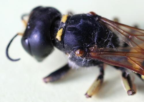 Réf. 353 612 : Ectemnius fossorius