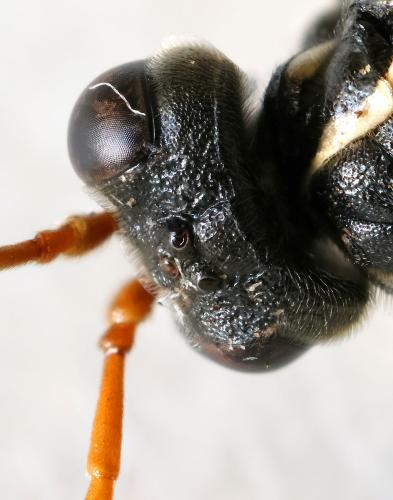 Réf. 353 527 : Tenthredo scrophulariae