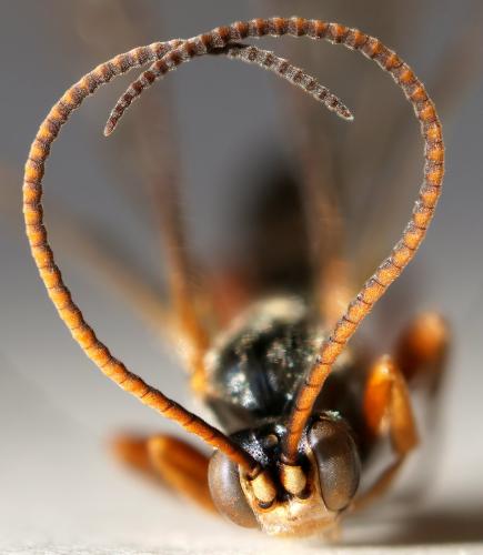 Cratichneumon culex