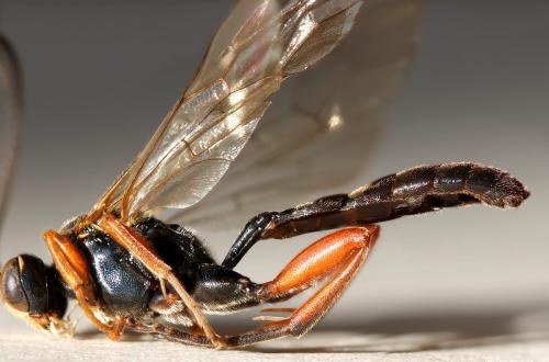 Cratichneumon culex