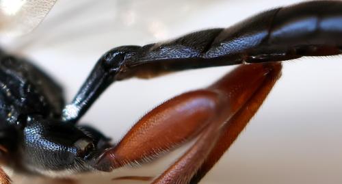 Réf. 353 684 : Cratichneumon culex