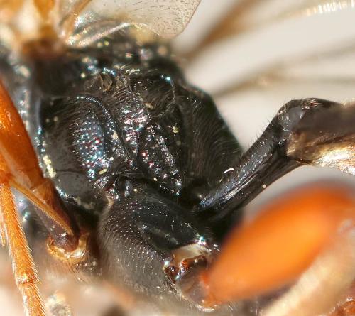 Réf. 353 682 : Cratichneumon culex