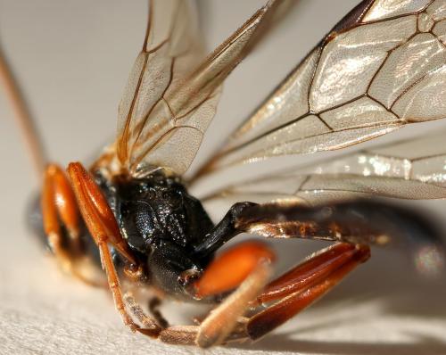 Cratichneumon culex