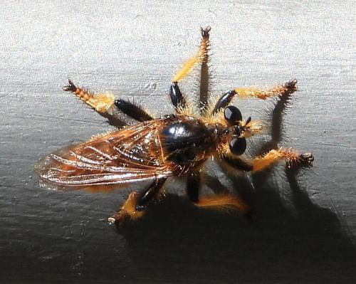 Pogonosoma maroccanum