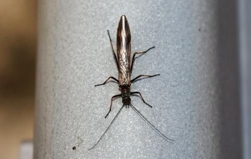 Taeniopteryx hubaulti