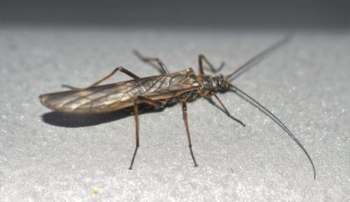 Taeniopteryx hubaulti