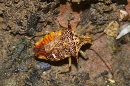 Elasmucha longirostris