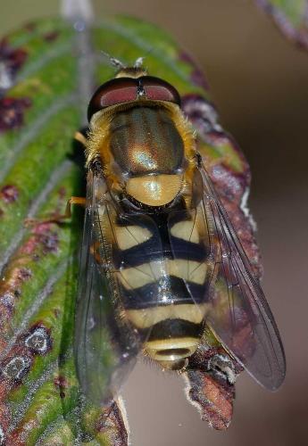 Réf. 353 028 : Syrphus sp.