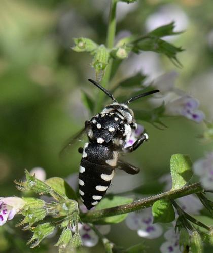Réf. 353 555 : Thyreus sp.