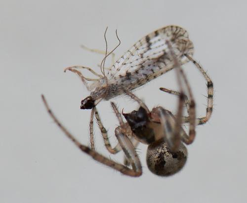 Zygiella x-notata