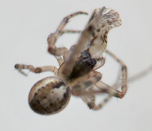 Zygiella x-notata