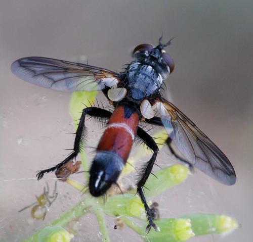 Cylindromyia pilipes