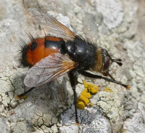 Nowickia ferox