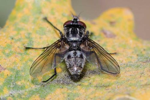 Réf. 353 108 : Meigenia sp.