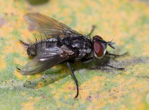 Réf. 353 109 : Meigenia sp.