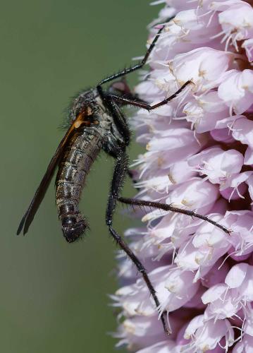 Empis tessellata
