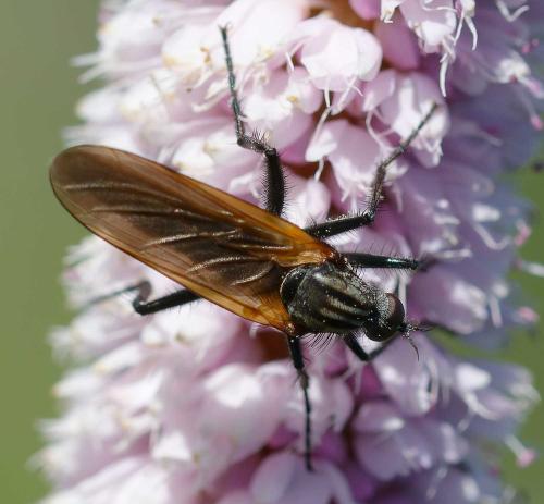 Empis tessellata