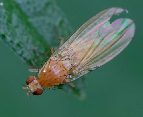 Réf. 353 778 : Lyciella platycephala