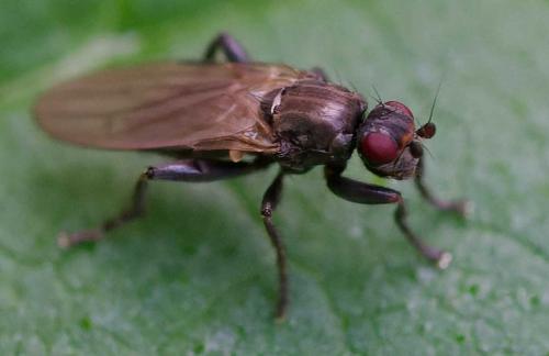 Copromyza stercoraria